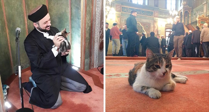 トルコの猫モスク
